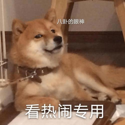 新闻头条上怎么买狗,新闻头条教你如何安全、合法地购买狗狗