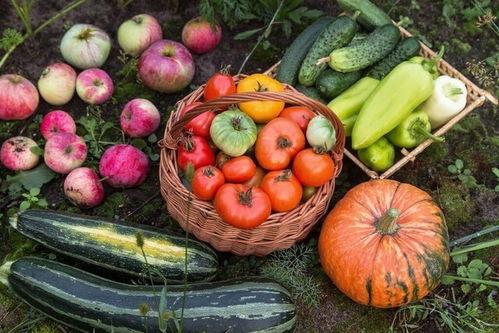 五小姐吃瓜全集,揭秘娱乐圈背后的秘密风云