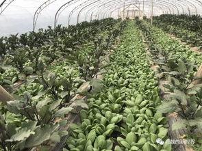 双魏吃瓜,揭秘吃瓜群众的狂欢盛宴