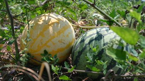 去哪里可以吃瓜,哪里可以尽享夏日清凉