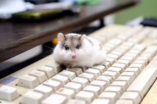 仓鼠米仔动作爆料视频,揭秘可爱动作背后的秘密