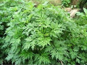 大连艾草今日头条