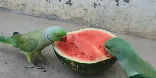 吃瓜萎壳拉肚子,揭秘常见食物引起的肠胃不适