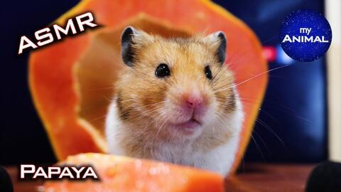 可爱的仓鼠吃瓜