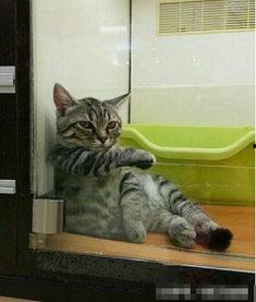 娱乐吃瓜喵散步,散步中的娱乐圈八卦揭秘